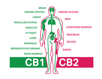 CB1, CB2 receptor