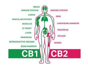 endokannabinoid rendszer cb1 cb2 receptorok test