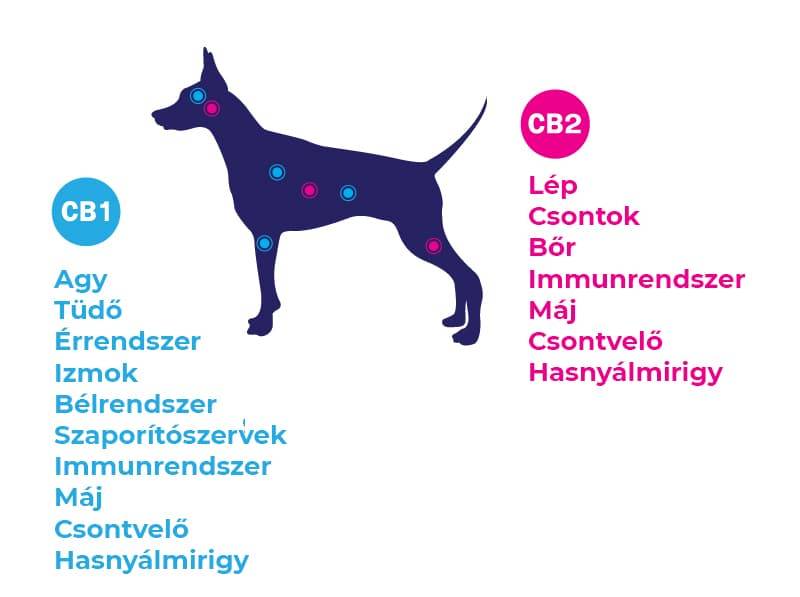 Kutyák endokannabinoid rendszere