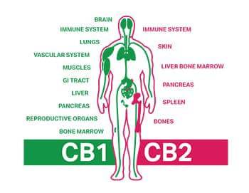 Endokannabinoid rendszer, CB1 receptor, CB2 receptor